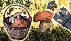 Украинцев будут штрафовать за сбор грибов и лесных ягод