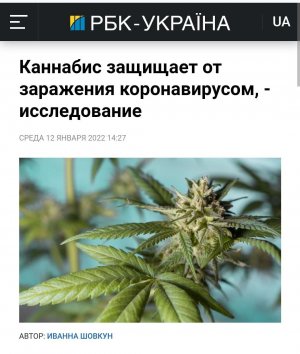 Каннабис защищает от заражения коронавирусом, - исследование