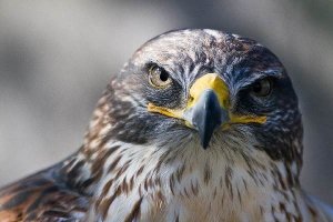 Россияне создали СУБД, которая на «Эльбрусах» обгоняет PostgreSQL на Intel