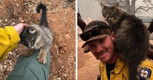 Пожару не дала распространиться домашняя кошка