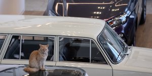 Автодилеры просят поддержать отрасль