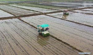 Российско-украинский конфликт не угрожает семенной безопасности Китая, достигнуты крупные успехи