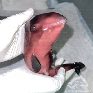 За апрель в Крыму на берегу нашли больше живых дельфинов, чем за предыдущие 2 года