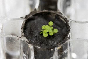 Ученые впервые вырастили семена в лунной почве