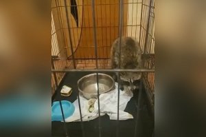 ⚡️ Волонтеры Реутова спасли енота, который забрел на стройку ⚡️