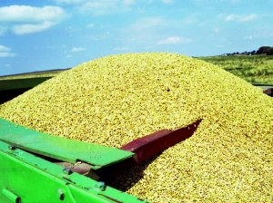 [Зерноблокада] Вскрылись ужасающие цифры об экспорте зерна с Украины. Но «виновата» опять Россия