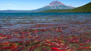 Перекрытие основного канала перевозки красной икры – пассажирского воздушного транспорта – позволит снизить объемы незаконной добычи (вылова) водных биологических ресурсов, избежать подрыва популяций