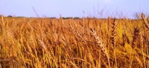 [Натура - не дура] Bloomberg: Египет ведет переговоры с Индией о поставках пшеницы в обмен на товары, перейдя на прямой товарообмен вместо денежного обращения. Пшеница становится эквивалентом золота