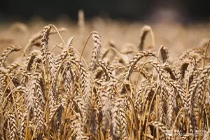 ВСУ при отступлении подожгли тонны зерна в порту Мариуполя