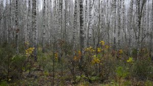 Wirtualna Polska: антикризисная мера властей — за «небольшую плату» поляки смогут собирать хворост в лесу
