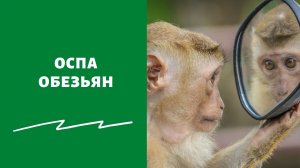 ФМБА разработало универсальную вакцину для профилактики оспы, в том числе оспы обезьян  (Проведены доклинические исследования безопасности препарата)