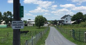 Фермеру-амишу грозит штраф в 250 тысяч долларов, тюремный срок и потеря устойчивой фермы за переработку собственного мяса