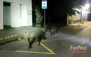В Севастополе пара диких кабанов на протяжении нескольких дней разоряла огороды местных жителей, не обращая внимания на их потуги воспрепятствовать такому свинству