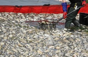 Германия: Польша две недели не сообщала о катастрофе на реке Одр. По этой реке проходит граница двух стран. Ранее там обнаружили тонны мертвой рыбы