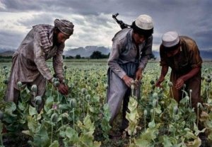 Талибан предложил обменивать российскую нефть на изюм и лекарственные травы