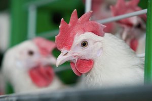 Россельхознадзор сообщил о росте экспорта российского мяса в 2022 году