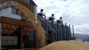 Китай предложил помощь в экспорте украинского зерна