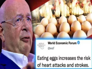 Яйца излечивают ковид? Срочно уничтожить!