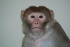 Клонирован первый примат. Как клонировать макаку и зачем это нужно делать?