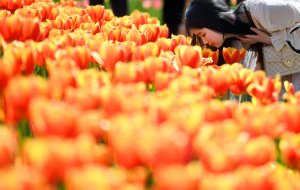 Планета в цвету