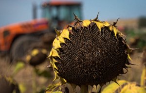 РФ будет ограничивать экспорт подсолнечника до полной загрузки своих перерабатывающих заводов