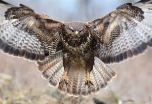 [Лоббист войны] В словах Зеленского о конфликте заметили странность. Пользователи Twitter обвинили его в продвижении войны с Россией на саммите НАТО: «Никакой работы, только попрошайничество»