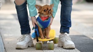 Пан или про пасть: в России введут штрафы за выгул собак без намордника