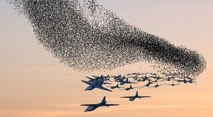 Отряд БОБР за 10 месяцев СВО при помощи FPV-дронов уничтожил более 50 единиц техники, полностью изменив картину боя став необходимым во всех видах и родах войск