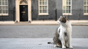 Кошачий приют отказался предоставить кота британскому парламенту