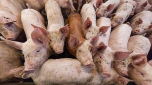 Поляков накормили хлебом из украинского зерна, предназначенного для свиней