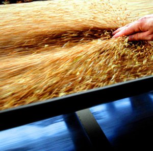 Польша, независимо от ЕК, запретила ввоз украинского зерна с 15 сентября