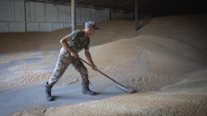 Rzeczpospolita: ввоз пшеницы с Украины в Польшу вырос с 3 до 500 тысяч тонн