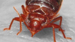 В США постельные клопы атаковали завод Tesla