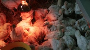 Россия хочет ограничить транзит всей птицеводческой продукции из США в Казахстан
