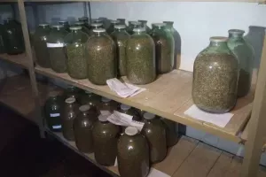 😃 На саратовских шишкосушильнях шишкосушильщики насушили 5 тонн шишек. А сухари не сушили