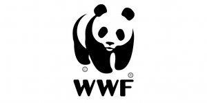 Панды Московского зоопарка получили торт в честь Международного дня панд