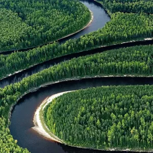 В России площадь лесов-поглотителей парниковых газов в 2024 году выросла почти на 1 млн га