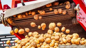 Россия собрала самый большой урожай картофеля за три десятилетия