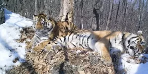 Сила любви амурского тигра. Спасённые тигрята Борис и Светлая выросли и удивили исследователей: почти 200 километров российских лесов не смогли их разлучить