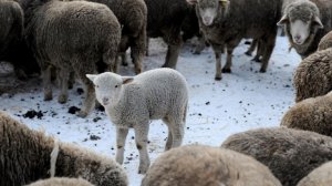 Россия приостановила ввоз животноводческой продукции из ЕС