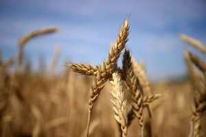 БРИКС готовится учредить аграрный альянс