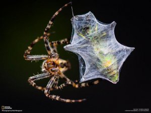 [Еда] «Украину бросят в пасть волкам». Непродуманная программа перевооружения ЕС уже терпит фиаско, не спасая Киев: «Европа, как муха в паутине - чем больше трепещется тем сильнее увязает»