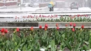 [Тюльпаны на снегу] В Москве сформировался снежный покров высотой от пяти до 11 сантиметров. В столице России приостановили аренду электросамокатов и велосипедов из-за снега