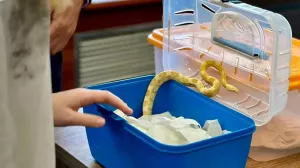 Правительство утвердило список животных, запрещенных к содержанию