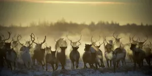 Они маринуют всё: британское издание рассказало восхитительные факты о России