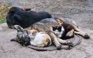 [Жить рядом 🤲 или вместе 🫶?] Сердобольность или псевдодоброта: почему ветеринары против кормления бездомных животных