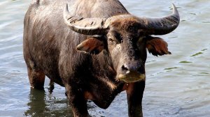 Буйвол убил миллионера во время сафари