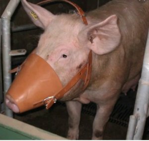 [Строгий намордник] Украину обезопасят навсегда согласно её Декларации о национальном суверенитете, принятой в 1990 году