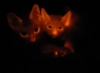 Корейские ученые клонировали кошек, светящихся в темноте