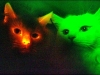 Корейские ученые клонировали кошек, которые светятся красным в ультрафиолете